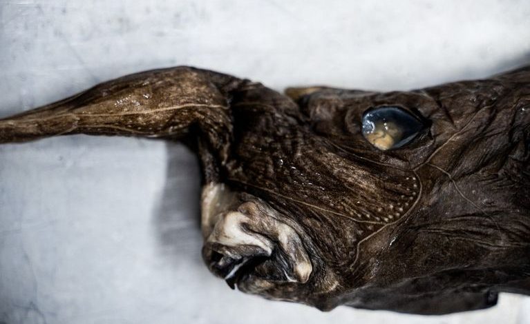 Une nouvelle espèce de requin fantôme découverte au Costa Rica
