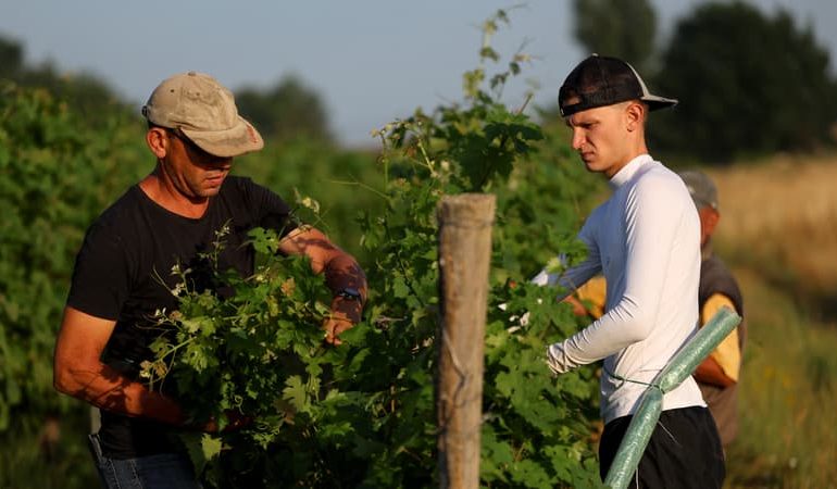 La sécheresse menace la récolte viticole en France