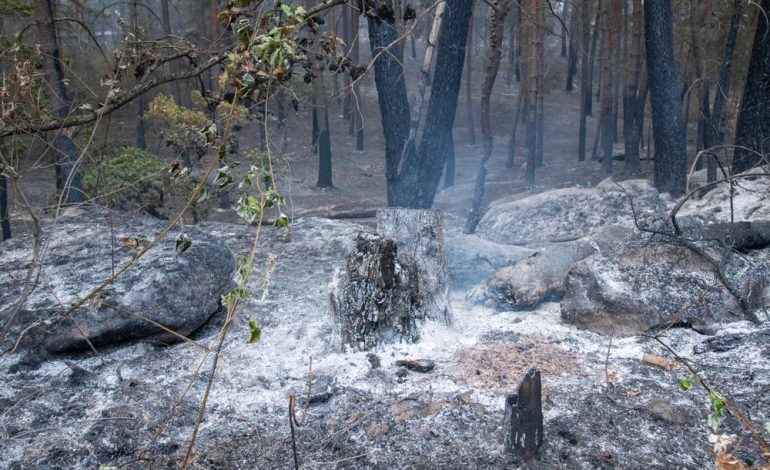 Incendies et Canicule : Situation en France