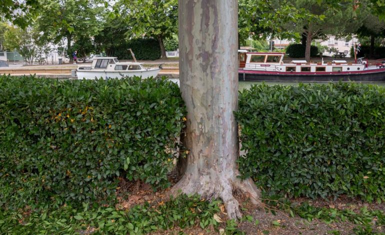 La disparition des platanes du canal du Midi : un reportage