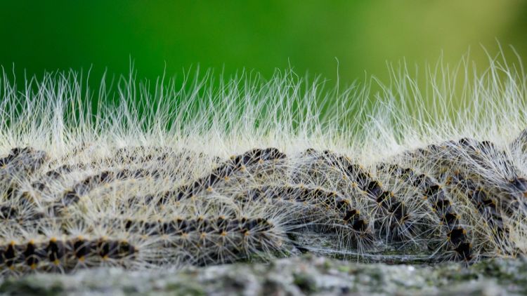 Les Dangers des Chenilles Urticantes en France