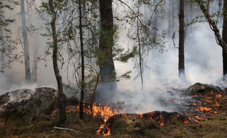 Incendie dans la forêt de Fontainebleau : Menaces sur une biodiversité exceptionnelle