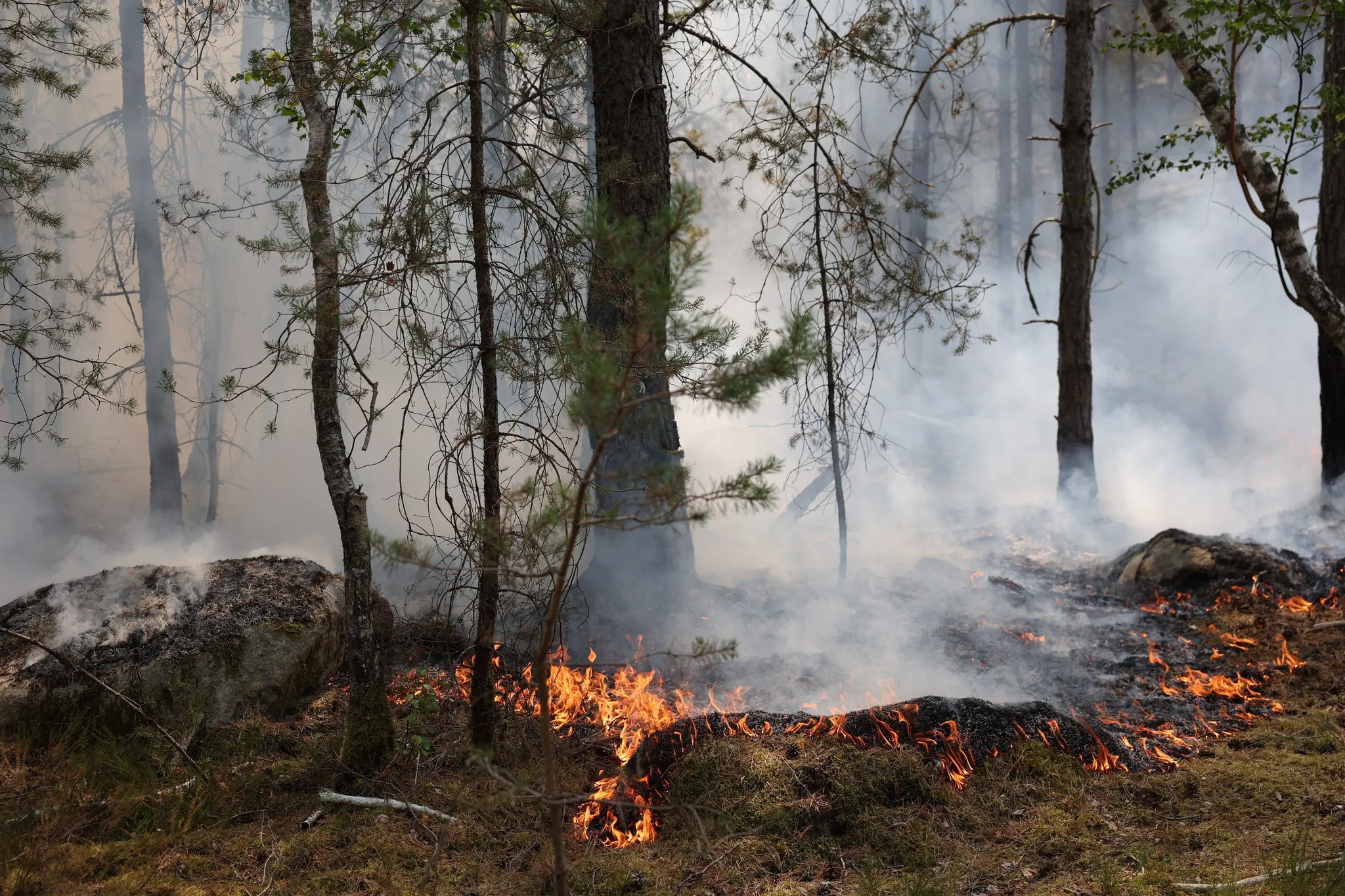 Incendie dans la forêt de Fontainebleau : Menaces sur une biodiversité exceptionnelle