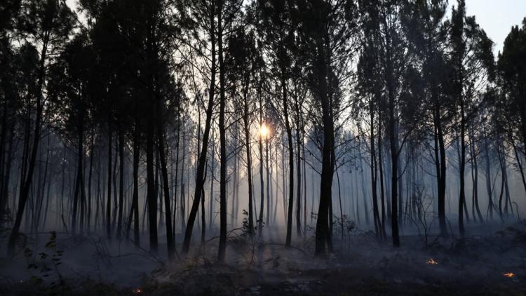 Engie investit dans la régénération des forêts détruites par les incendies