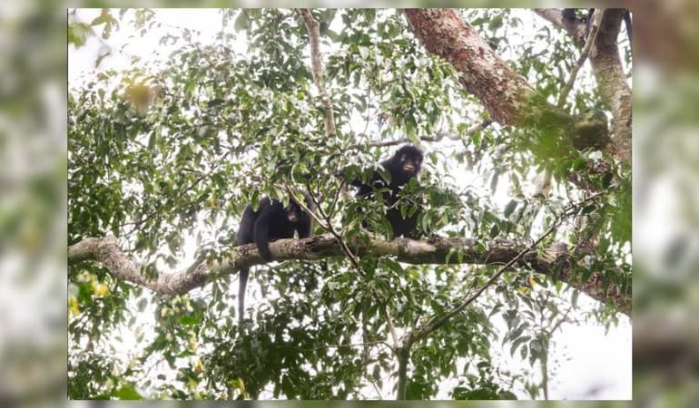 Découverte d&rsquo;une nouvelle espèce de singe en RDC