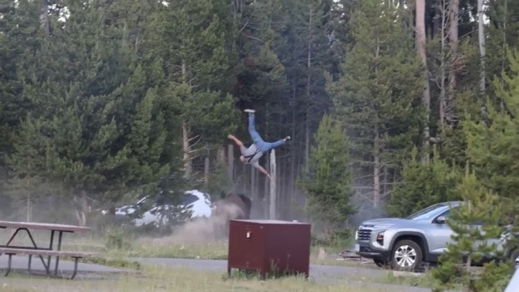 Un Touriste Blessé par un Bison en Colère à Yellowstone