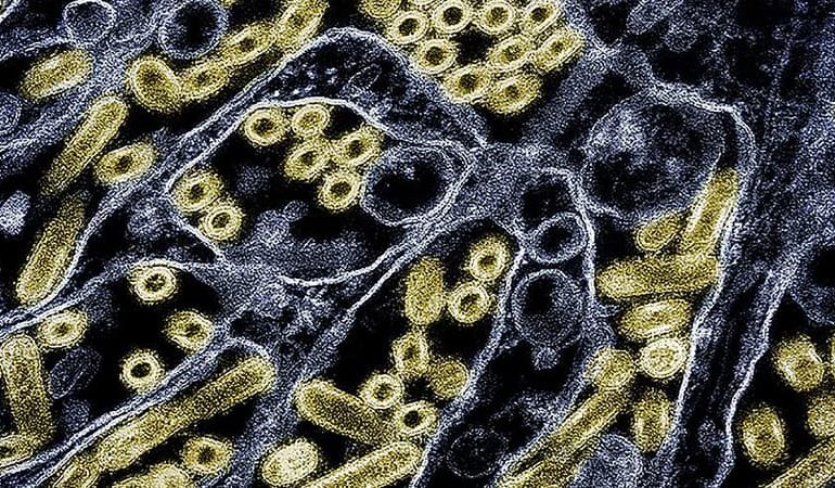Propagation de la grippe aviaire en Australie