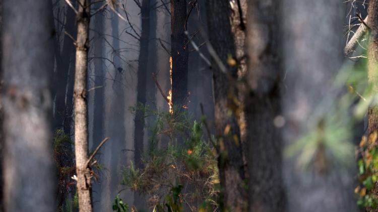 Arrestations pour incendies volontaires à Nanterre et Grenoble