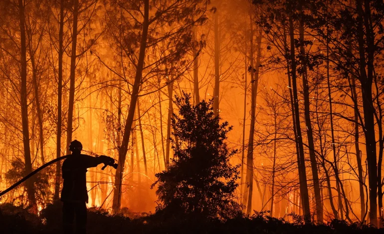 La reconstruction des forêts en France après les incendies