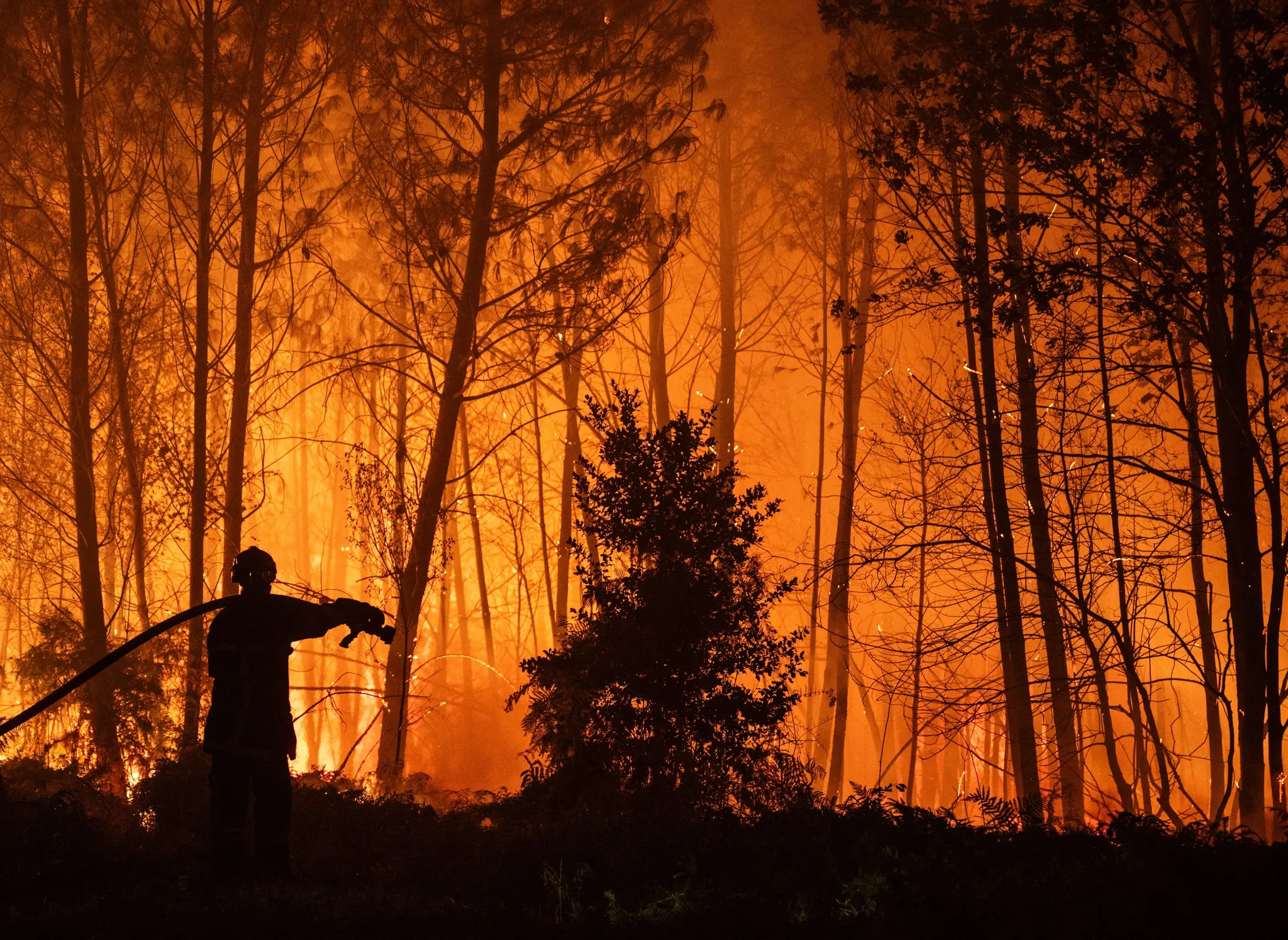 La reconstruction des forêts en France après les incendies