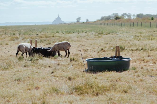 L&rsquo;impact dévastateur de la canicule sur l&rsquo;agriculture française