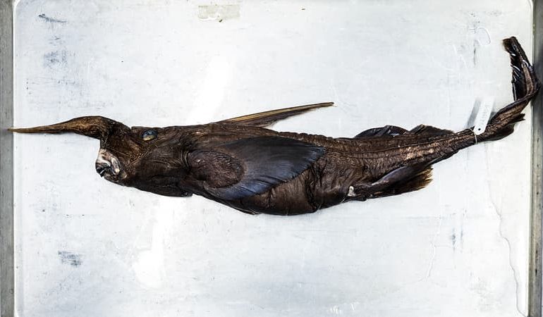 Découverte d&rsquo;une Nouvelle Espèce de Requin Fantôme au Costa Rica