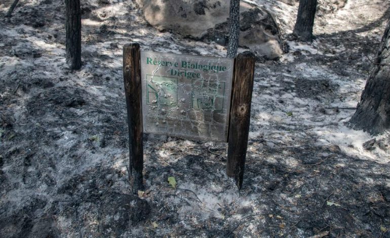 Incendies dans le Massif de Fontainebleau: Un Écosystème Fragilisé