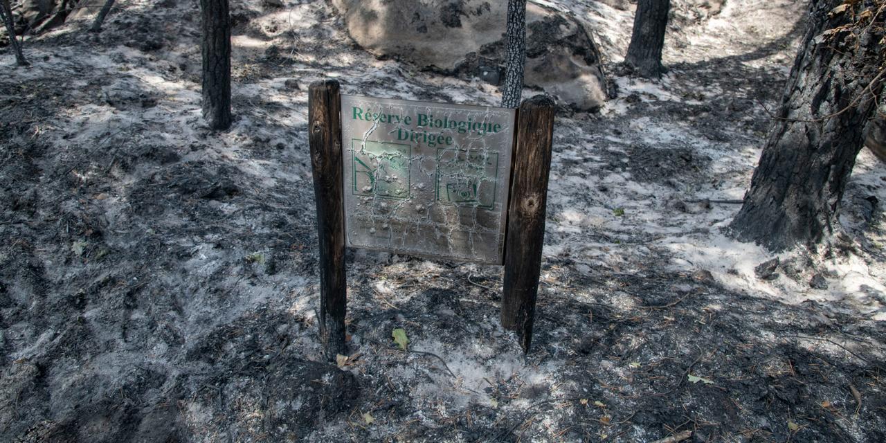Incendies dans le Massif de Fontainebleau: Un Écosystème Fragilisé