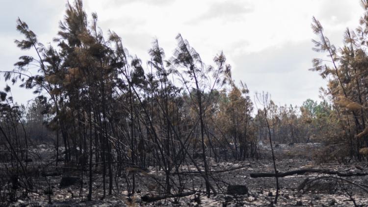 Reforestation en Gironde : Défis et Perspectives