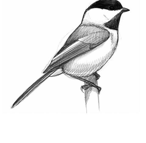L&rsquo;art de l&rsquo;illustration d&rsquo;oiseaux selon David Sibley