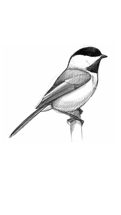 L&rsquo;art de l&rsquo;illustration d&rsquo;oiseaux selon David Sibley