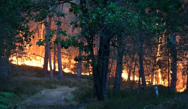 Mise en examen et enquêtes pour incendies en forêt de Fontainebleau