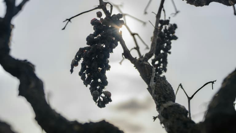 Les défis du vignoble français en 2026 : canicule, sécheresse et impacts sur les vendanges