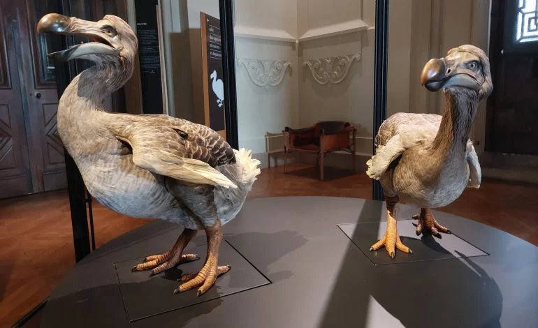 Les 400 ans du Muséum national d&rsquo;histoire naturelle: Focus sur le dodo