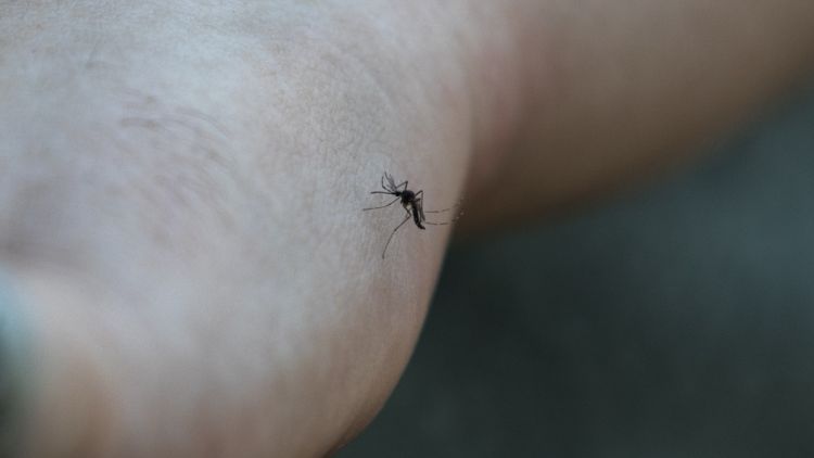 Impact de la canicule sur la prolifération des moustiques en France