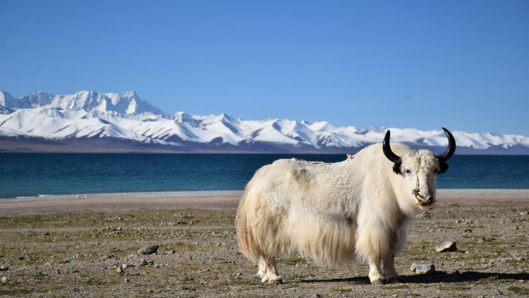 Clonage de yacks en Chine : un projet scientifique ambitieux