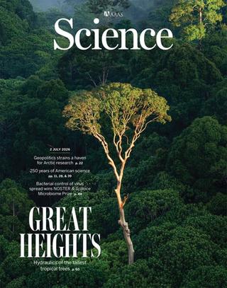 Les arbres géants résistent mieux à la sécheresse