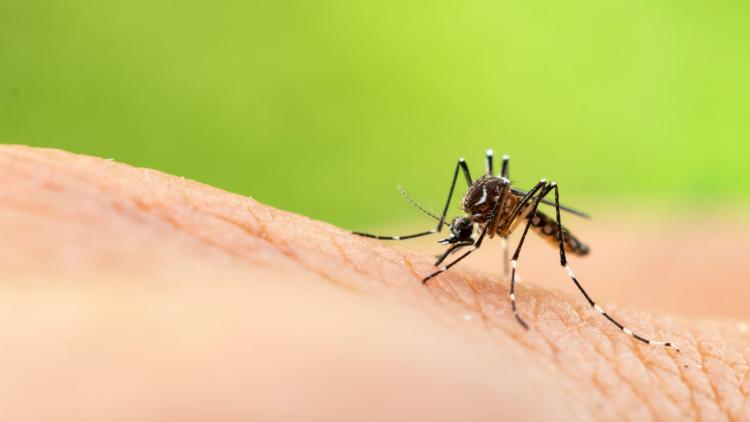 Alerte sur la propagation locale du chikungunya et du virus du Nil occidental en France