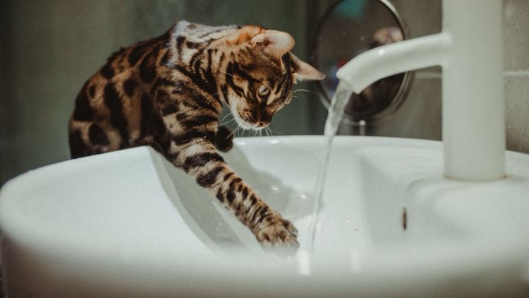 Conseils pour protéger les animaux durant la canicule