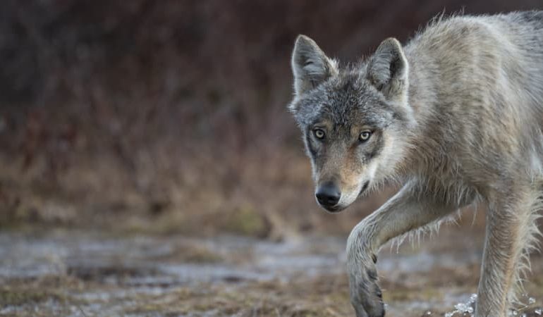 Interpellation pour destruction illégale de loups dans les Hautes-Alpes