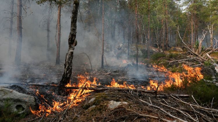 La forêt de Fontainebleau ravagée par les flammes : enquête en cours