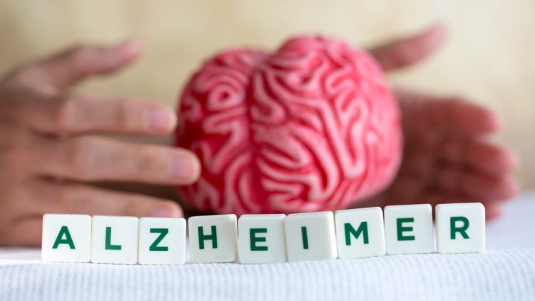 Des scientifiques néerlandais découvrent des neurones immatures résistants à l&rsquo;Alzheimer