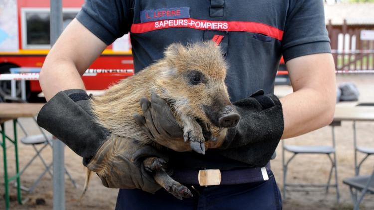 Impact des Incendies sur la Faune en France