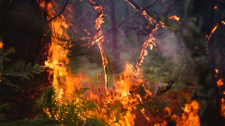 Incendies en forêt de Fontainebleau : Deux pompiers blessés et avancements de l&rsquo;enquête