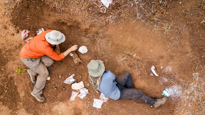 Une nouvelle espèce de dinosaure découverte au Zimbabwe
