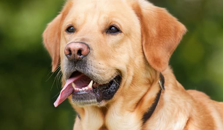 Interdiction de laisser des animaux dans les voitures en cas de chaleur à Liévin et Harnes