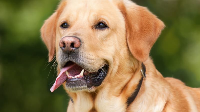 Interdiction de laisser des animaux dans les voitures en cas de chaleur à Liévin et Harnes
