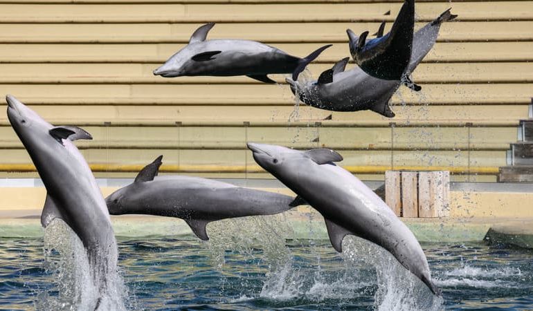Abandon du projet d&rsquo;accueil des dauphins du Marineland par le zooparc de Beauval