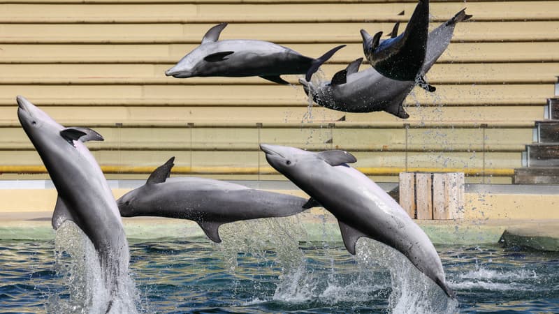 Abandon du projet d&rsquo;accueil des dauphins du Marineland par le zooparc de Beauval