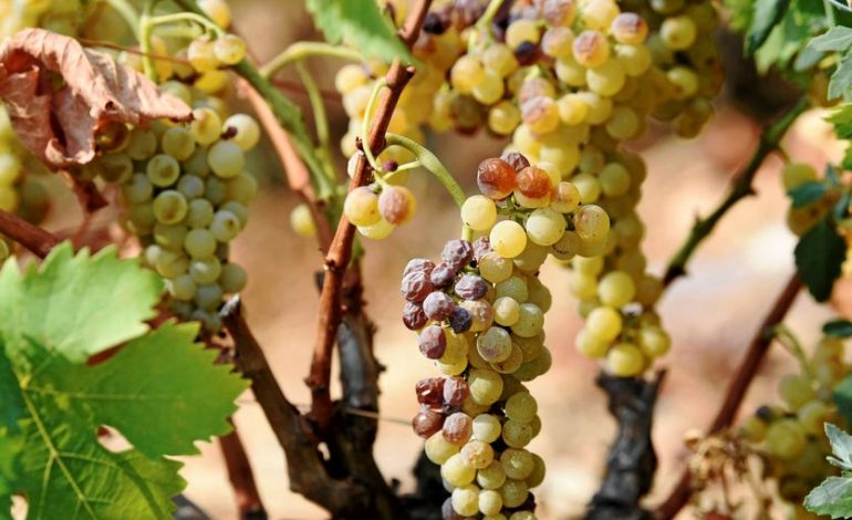 Les vendanges précoces: un défi pour le vignoble français