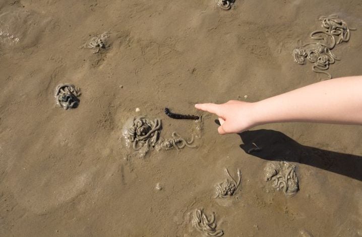 La vie cachée sous le sable des plages