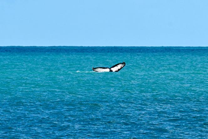 Record de température des océans mondiaux en août