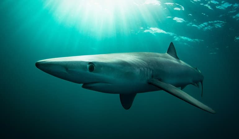 Un accident de requin en Irlande rappelle l&rsquo;importance de la sécurité en mer
