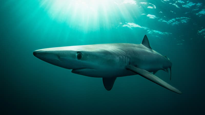 Un accident de requin en Irlande rappelle l&rsquo;importance de la sécurité en mer