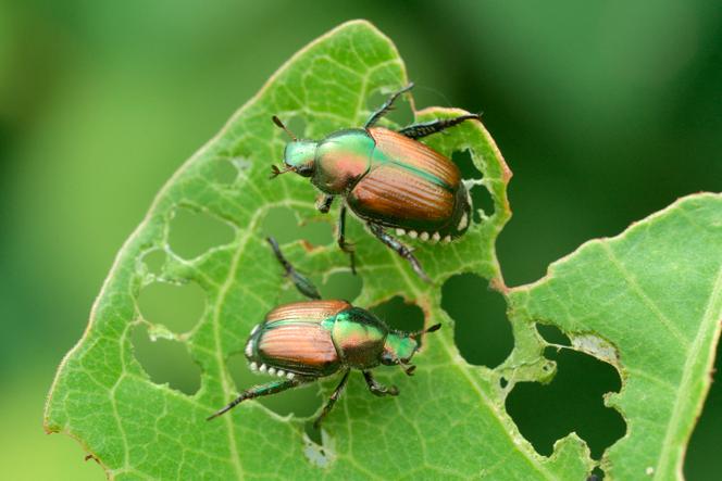 Le scarabée japonais: une menace pour la biodiversité française