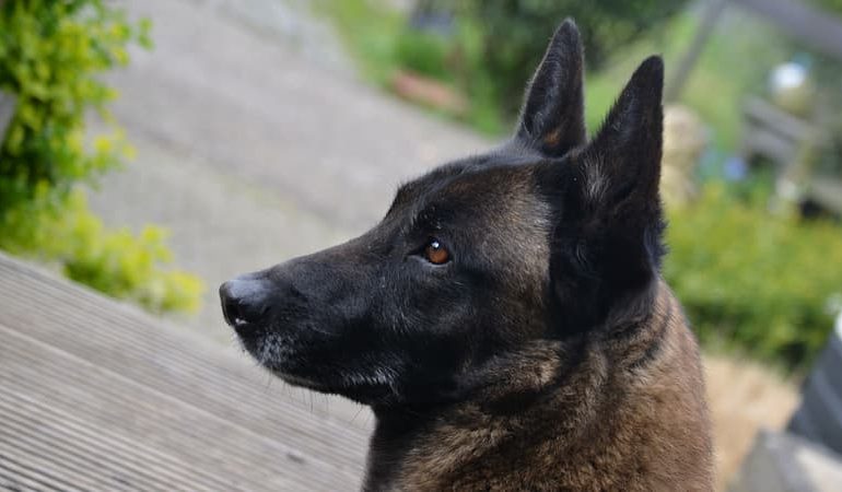 Un homme condamné pour cruauté envers un chien à Metz