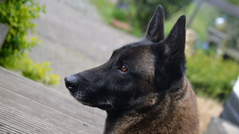 Un homme condamné pour cruauté envers un chien à Metz