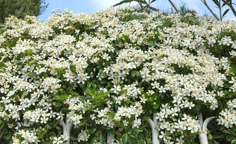 Les Choisyas résistants et leur floraison parfumée