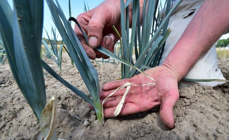 Impact de la Sécheresse et des Canicules sur les Maraîchers Français