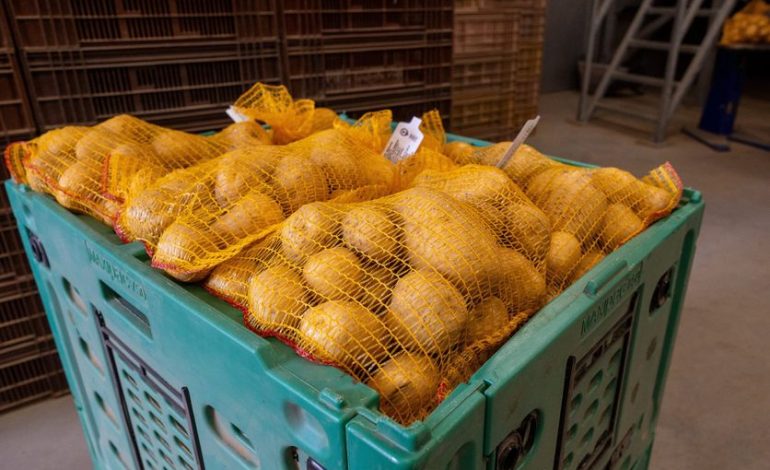 Baisse de production de pommes de terre : vers une crise sans précédent